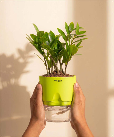 Zamia Green - ZZ Plant With Self Watering Pot