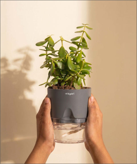 Lucky jade plant with self watering pot - BYOB