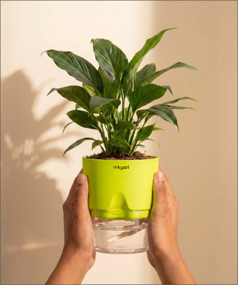 Peace Lily Plant - BYOB