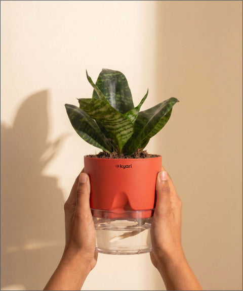 Green Snake Plant With Self Watering Pot