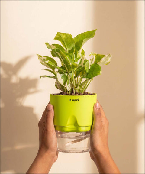 Money N'Joy Plant - BYOB