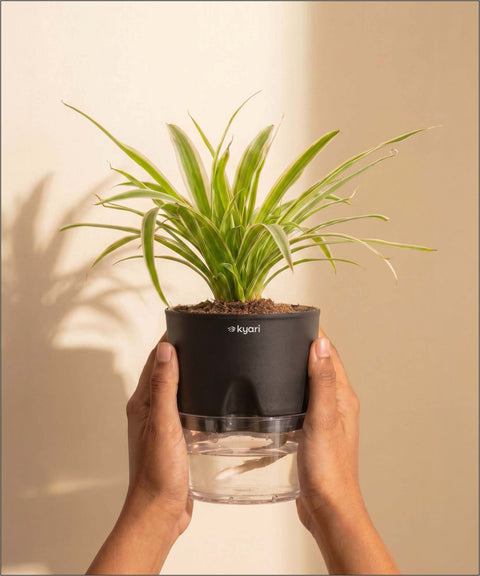 Spider Plant With Self Watering Pot