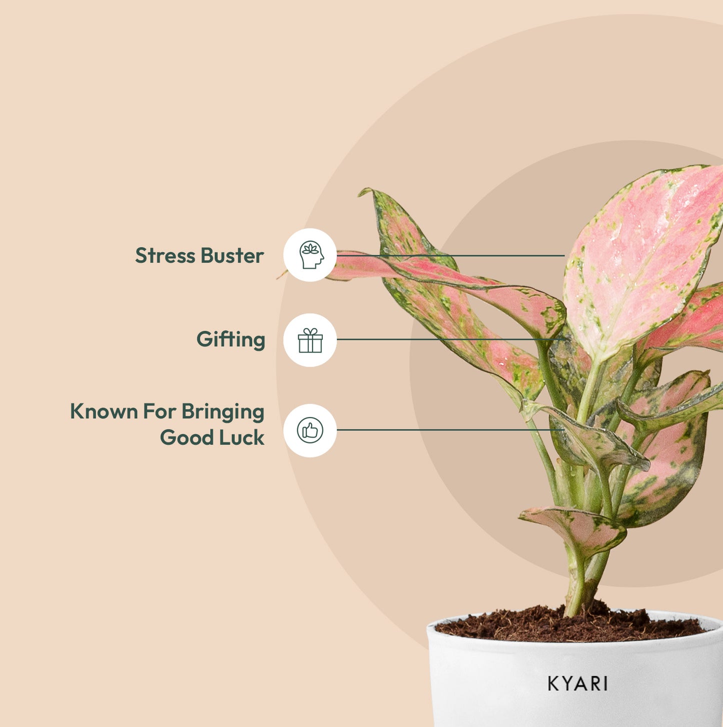 Aglaonema Pink Valentine Plant