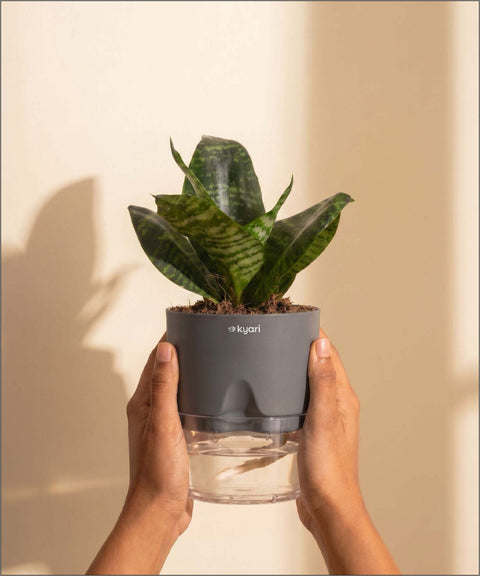 Green Snake Plant With Self Watering Pot