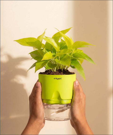Golden Money Plant - BYOB