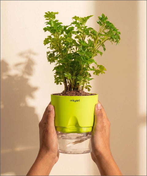 Aralia Green Plant With Self Watering Pot