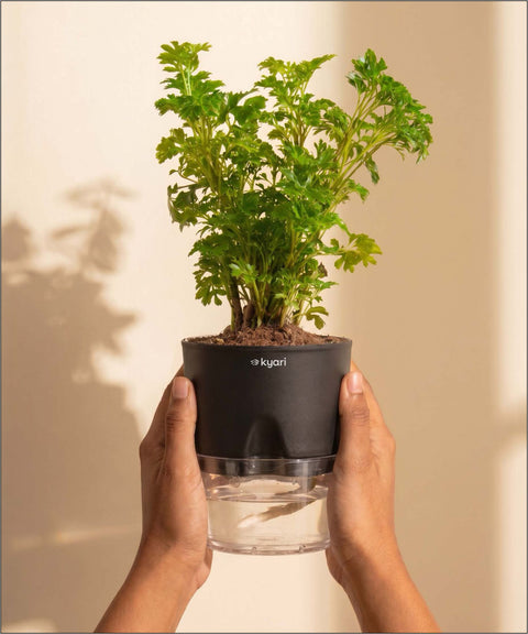 Aralia Green Plant With Self Watering Pot