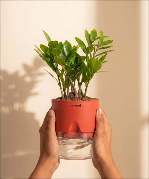 Zamia Green - ZZ Plant With Self Watering Pot