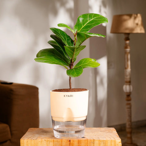 Fiddle Fig Plant