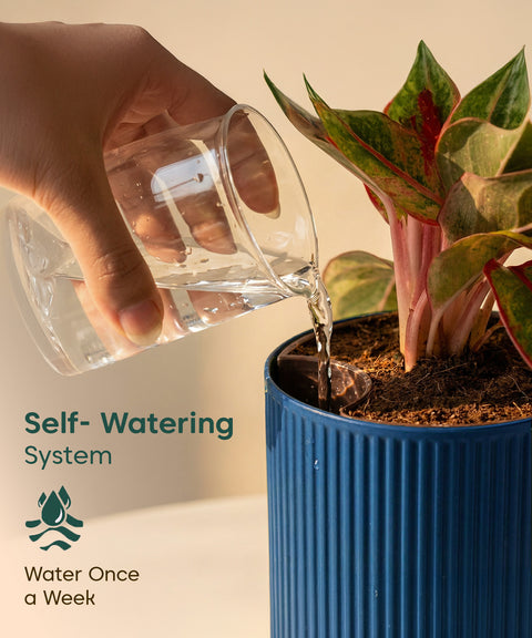 Aralia Green Plant with Medium Self Watering Pot