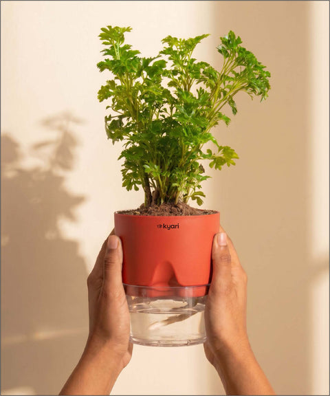 Aralia Green Plant With Self Watering Pot
