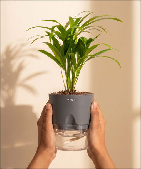 Areca Palm Plant With Self Watering Pot