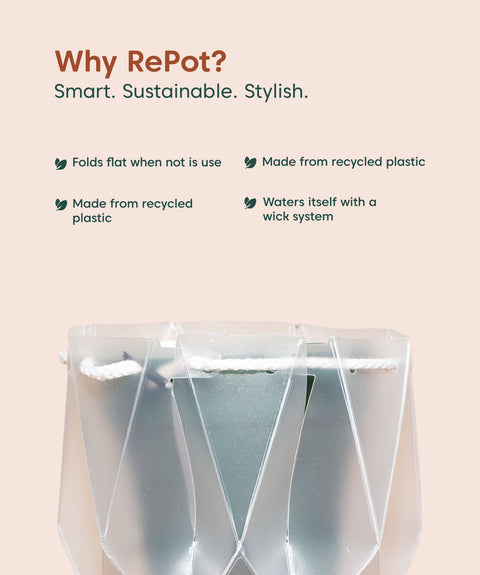 Song Of India Plant With Repot