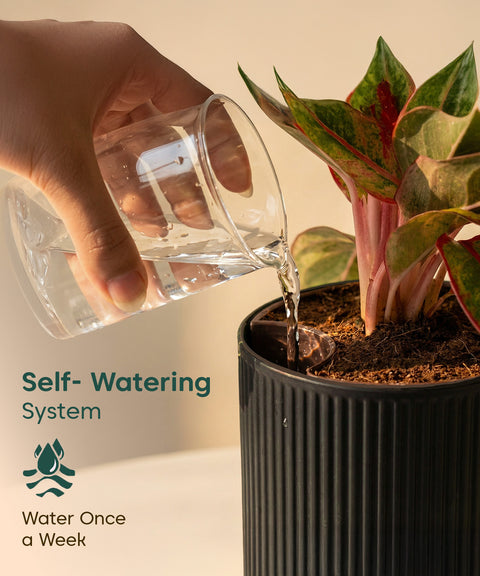 Aglaonema Lipstick Plant with Medium Self Watering Pot