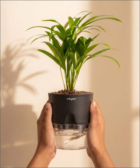 Areca Palm Plant With Self Watering Pot