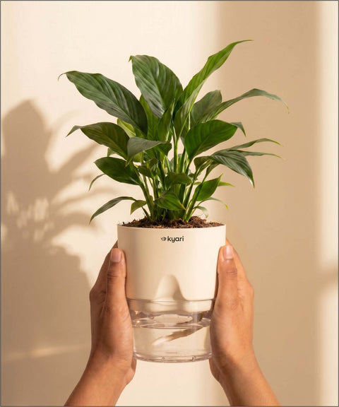 Peace Lily Plant - BYOB