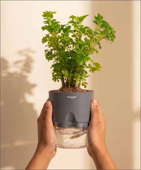 Aralia Green Plant With Self Watering Pot