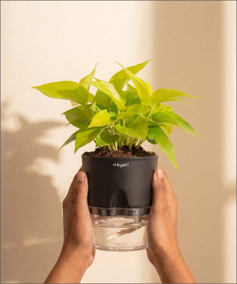 Golden Money Plant - BYOB