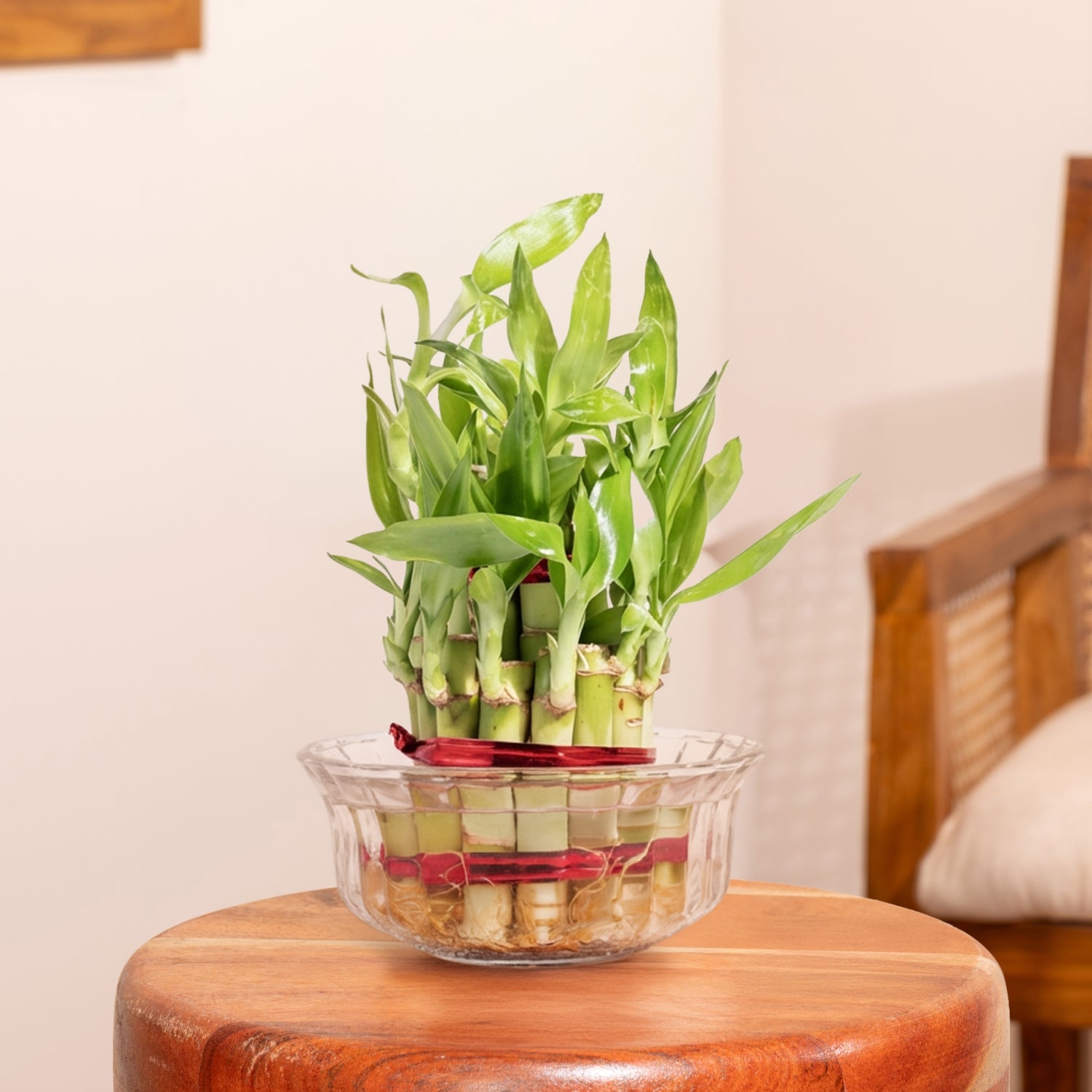 Lucky Bamboo Plant With Glass pot