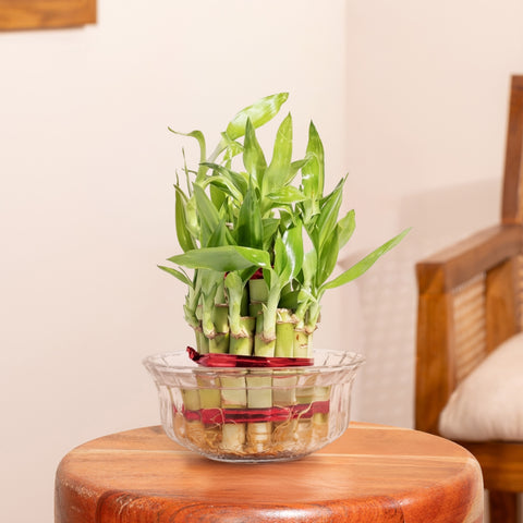 Lucky Bamboo Plant With Glass pot