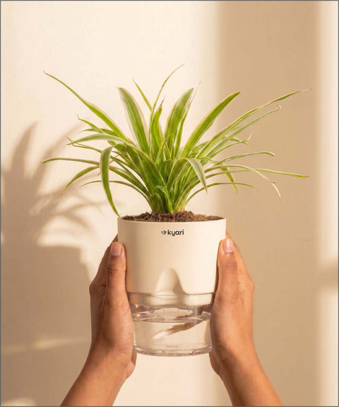 Spider Plant With Self Watering Pot