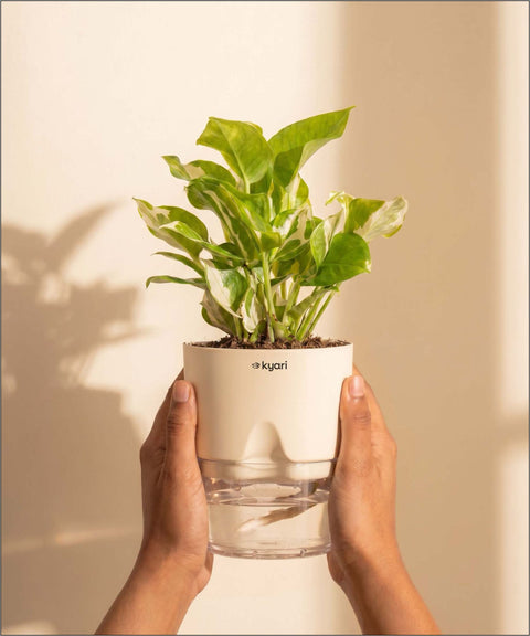 Money N'Joy Plant - BYOB