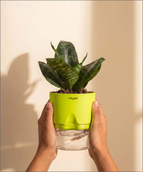 Green Snake Plant With Self Watering Pot