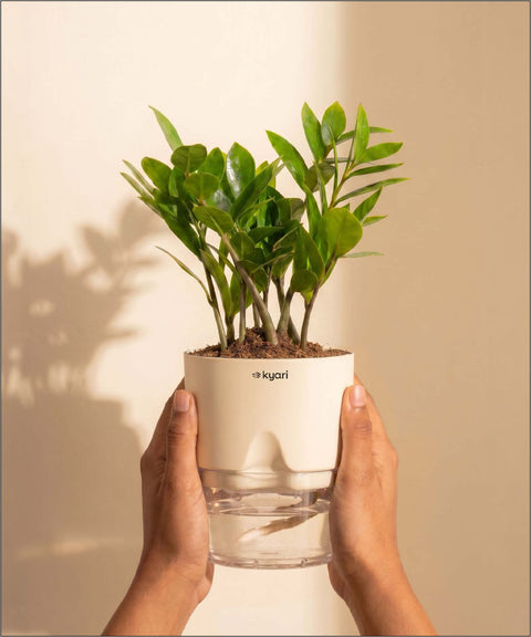 Zamia Green - ZZ Plant With Self Watering Pot