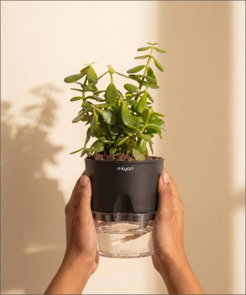 Lucky jade plant with self watering pot - BYOB