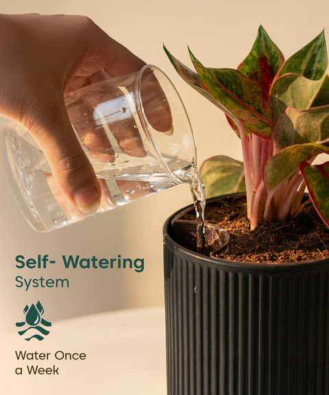 Green Snake Plant with Medium Self Watering Pot