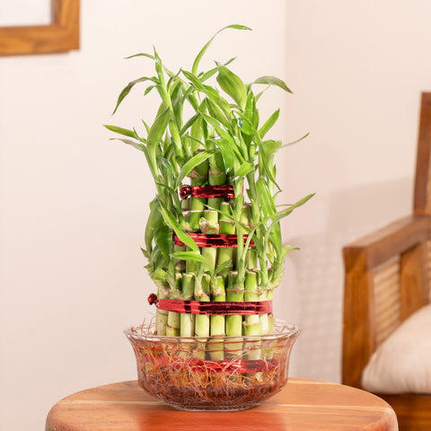 Lucky Bamboo Plant With Glass pot