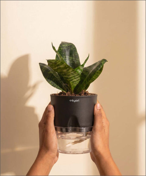 Green Snake Plant With Self Watering Pot