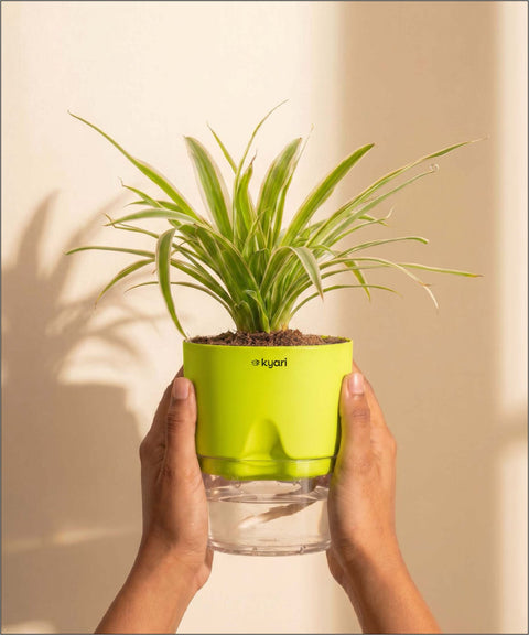Spider Plant With Self Watering Pot