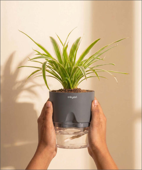 Spider Plant With Self Watering Pot