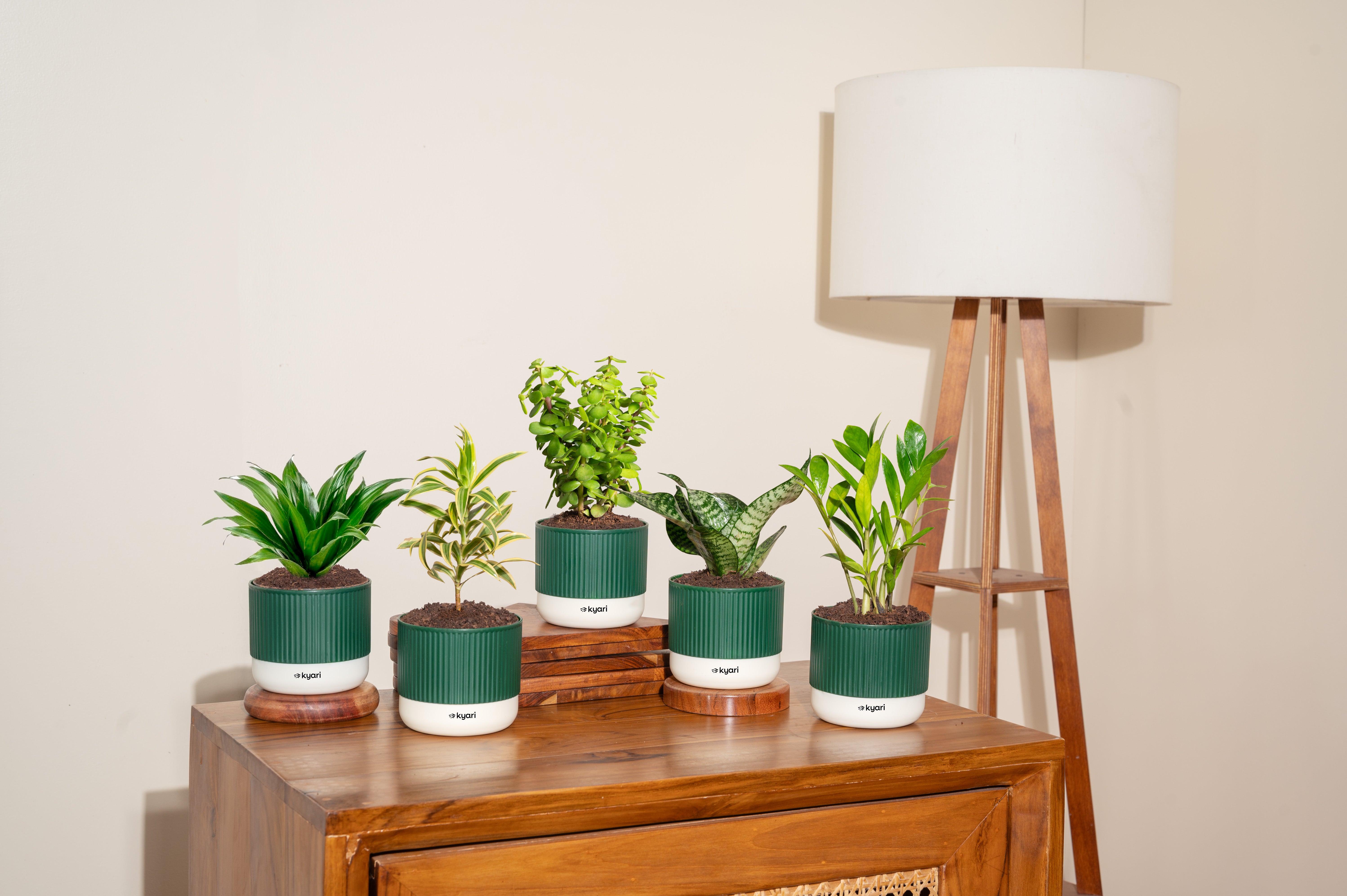 Set of 5 Mylo -Song of India, Dracaena Compacta, Zamia Green, Green Snake, Lucky Jade