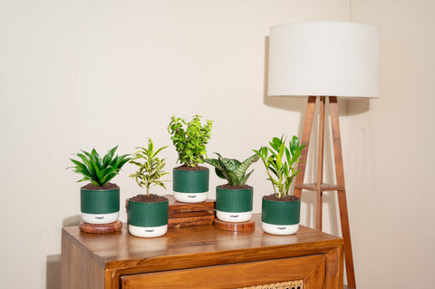 Set of 5 Mylo -Song of India, Dracaena Compacta, Zamia Green, Green Snake, Lucky Jade