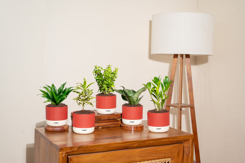 Set of 5 Mylo -Song of India, Dracaena Compacta, Zamia Green, Green Snake, Lucky Jade