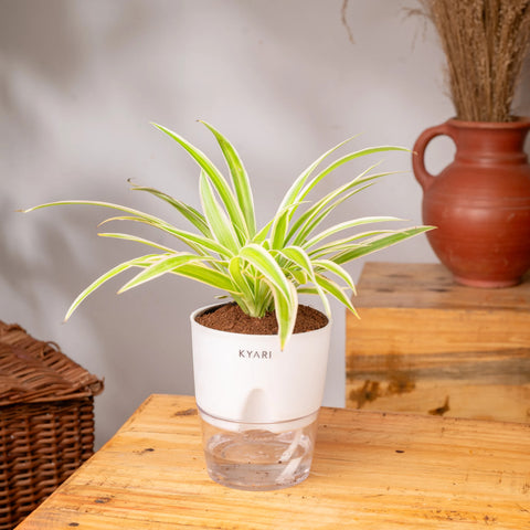 Spider Plant - BYOB