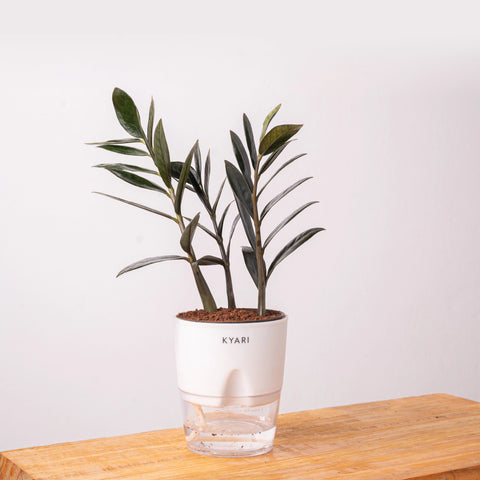 Zamia Green - ZZ Plant