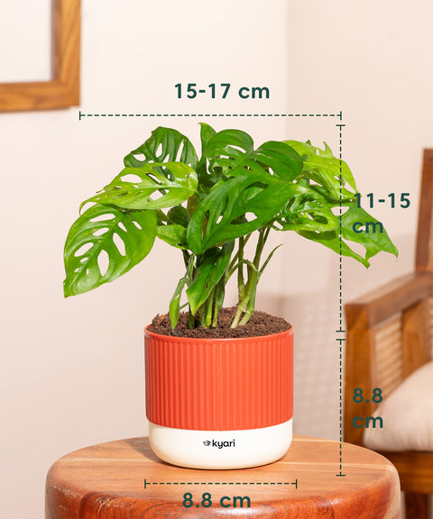 Philodendron Broken Heart Plant With Mylo planter