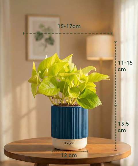 Golden Money Plant with Medium Self Watering Pot