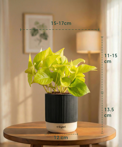 Golden Money Plant with Medium Self Watering Pot