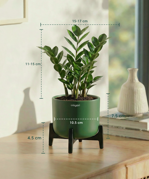 ZZ Plant with Aira Pot