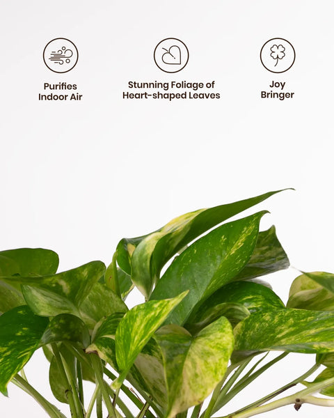 Money Variegated Plant - BYOB