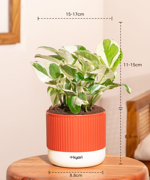 Money N'Joy Plant With Mylo Self Watering Pot