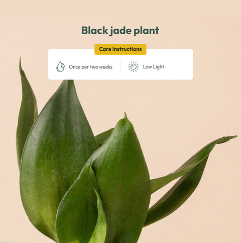 Jade Snake Plant