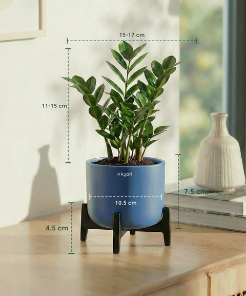ZZ Plant with Aira Pot