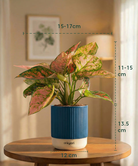 Aglaonema Pink Valentine Plant with Medium Self Watering Pot