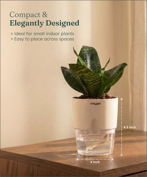 Green Snake Plant With Self Watering Pot