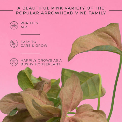 Syngonium Pink Plant